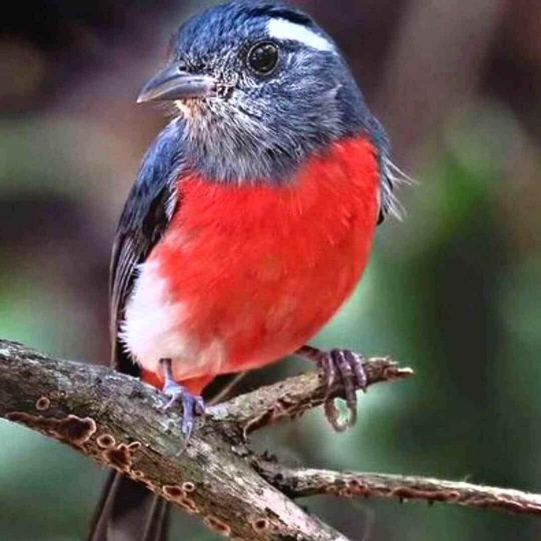 aves locales en senderismo interpretativo en xocen