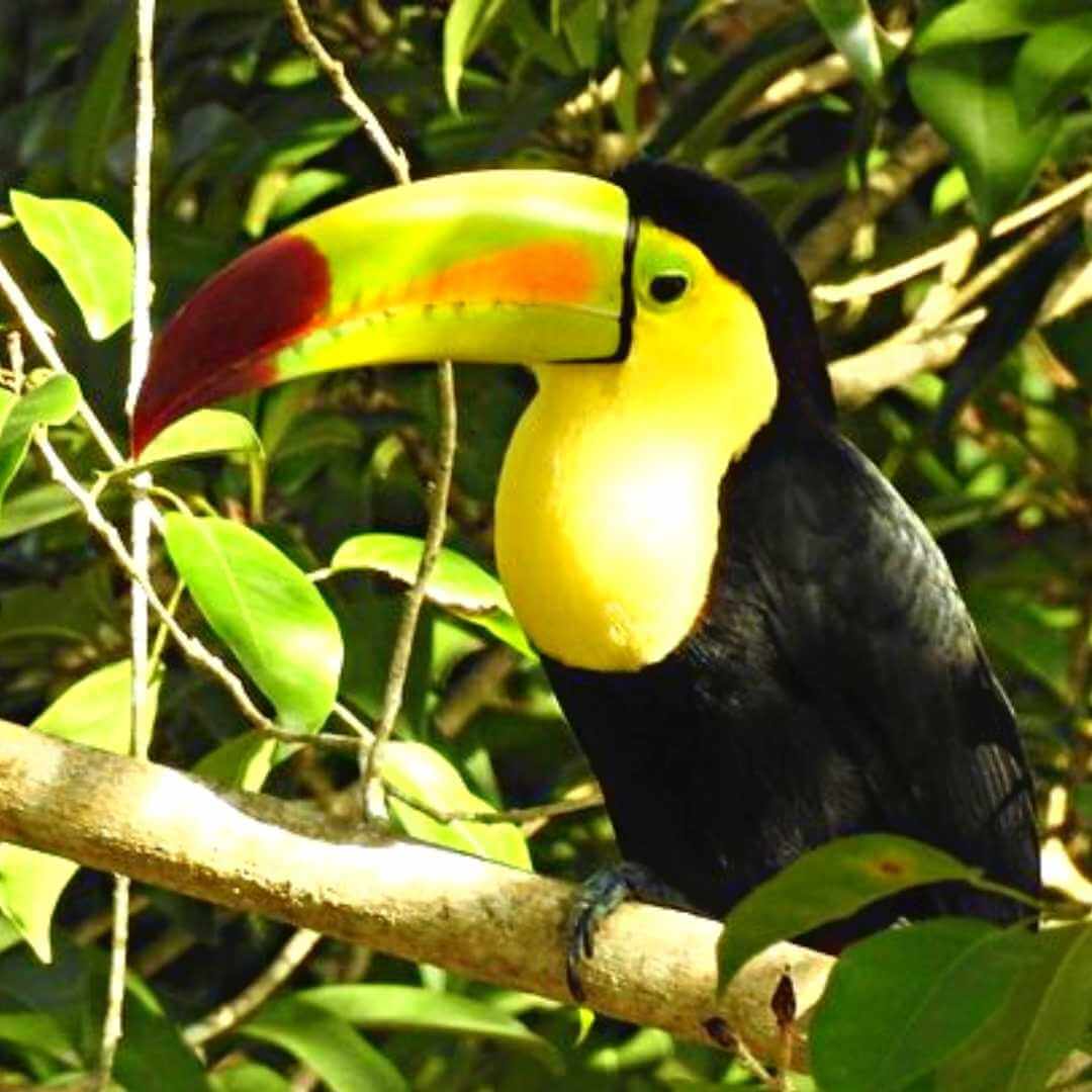 tucan del tour senderismo y observacion de aves en muyil