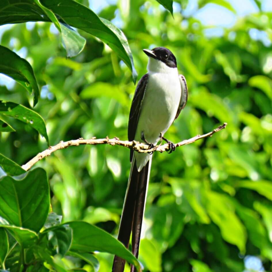 avistamiento de aves en veracruz