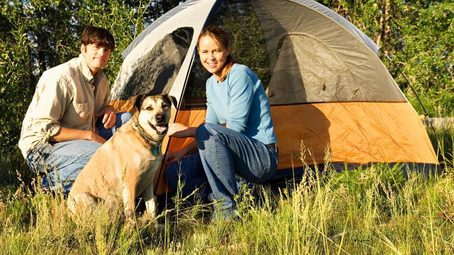 acampar con perros
